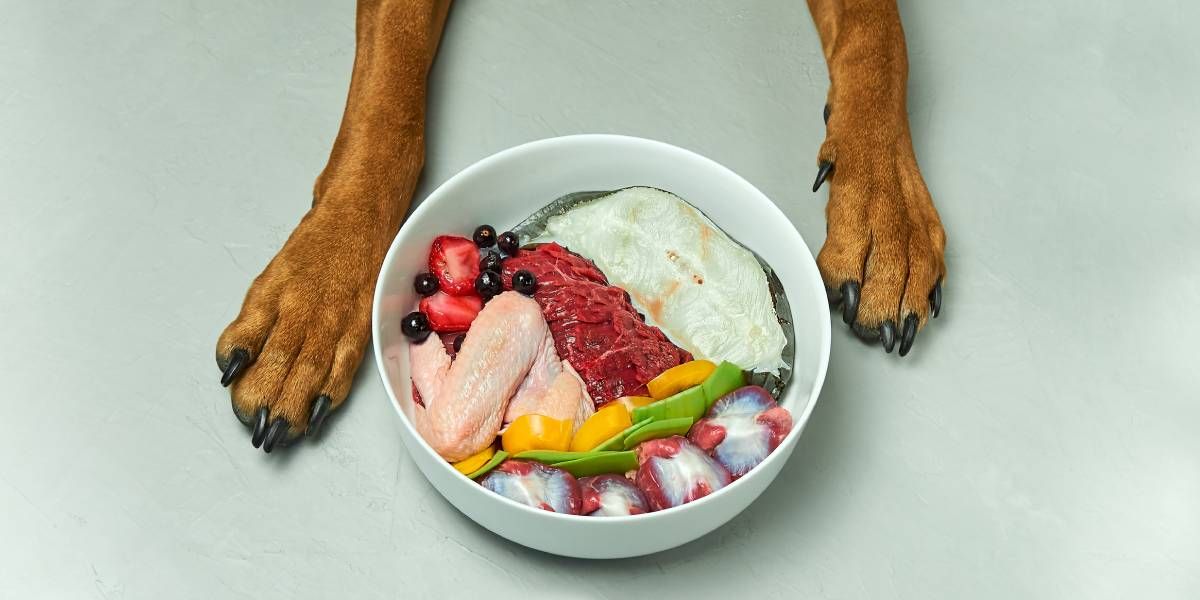 Tres alimentos prohibidos para perros: ojo con los síntomas de intoxicación