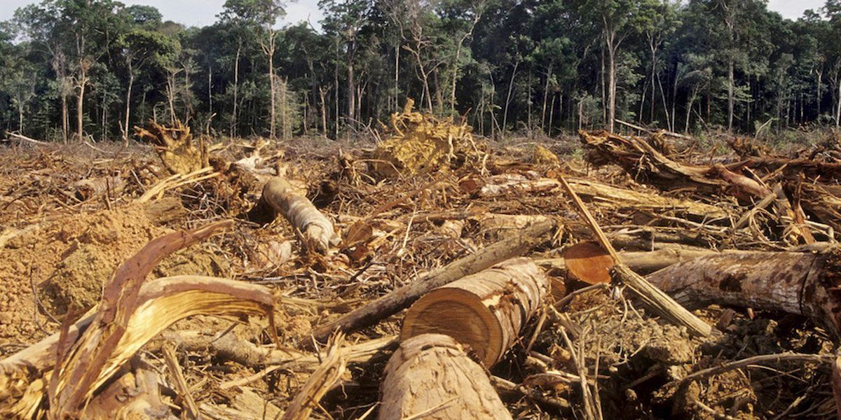 Delitos ambientales deforestación