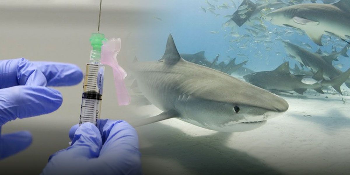 Matarían miles de tiburones para producir la vacuna contra la COVID-19