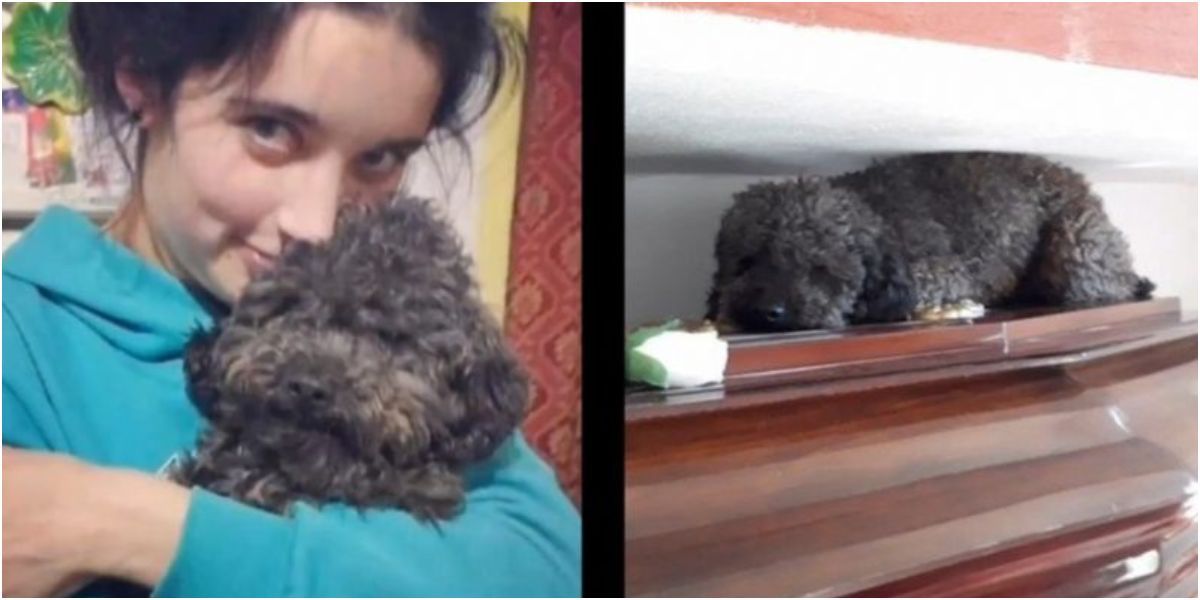 perro benito visita tumba dueña argentina video viral