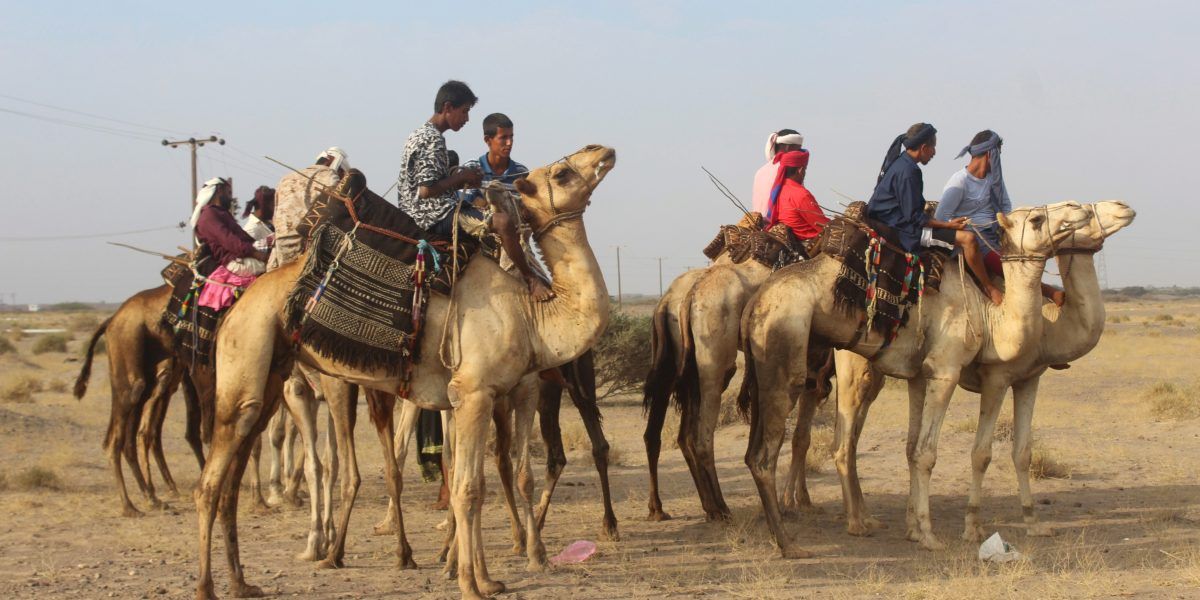 camellos egipto