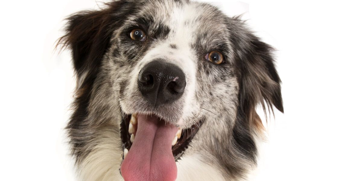 ¿Mito o verdad? ¿Es cierto que los perros tienen la capacidad de sonreír?