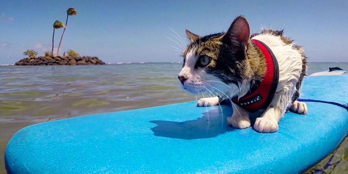Hokule’a, el tierno gato surfista que sorprende a muchos con sus habilidades