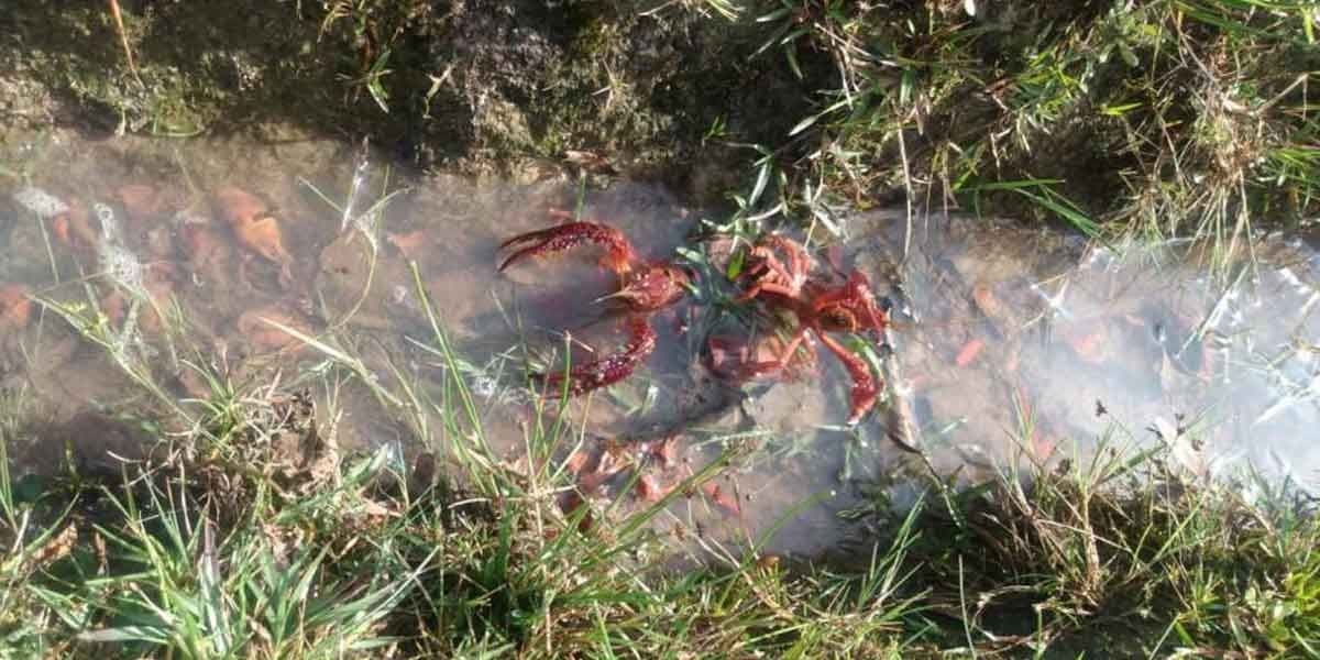 Alerta en Bogotá por invasión de cangrejos en parques y humedales