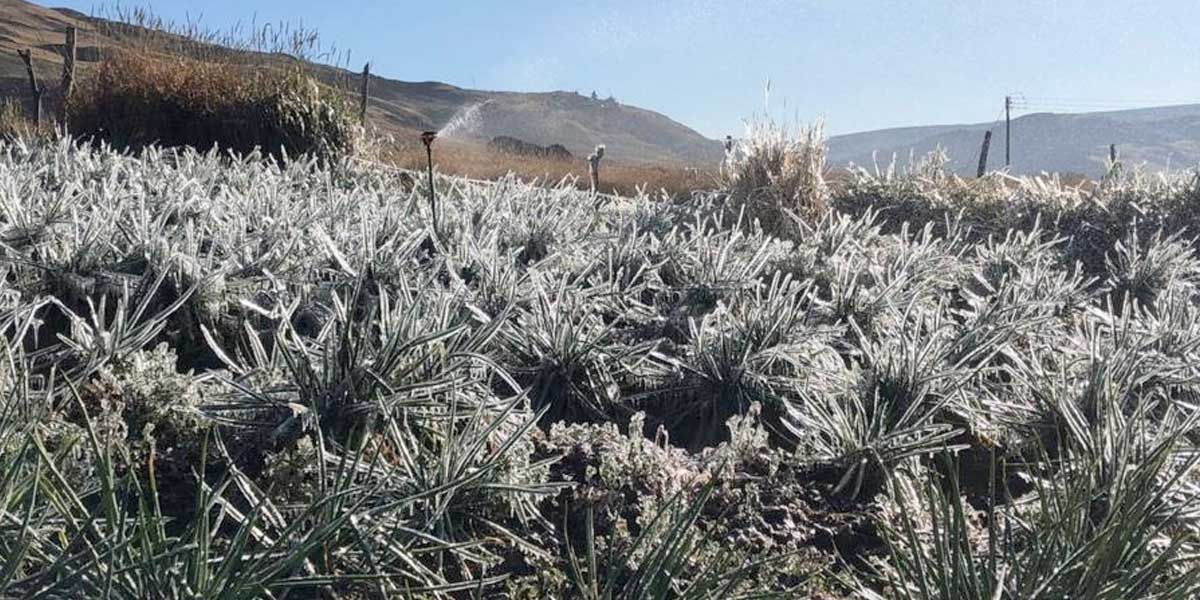 Cerca de 1.200 productores se han visto afectados por heladas en el oriente de Santander