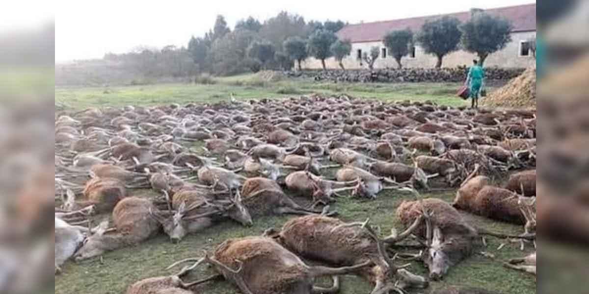 Matanza de 500 animales en Portugal