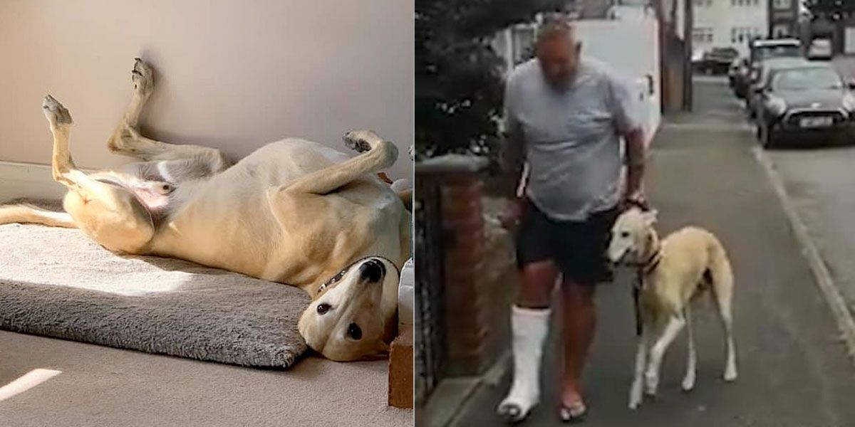 Gastó en rayos-x para su perro “lesionado”, pero descubrió que el animal lo imitaba por compasión