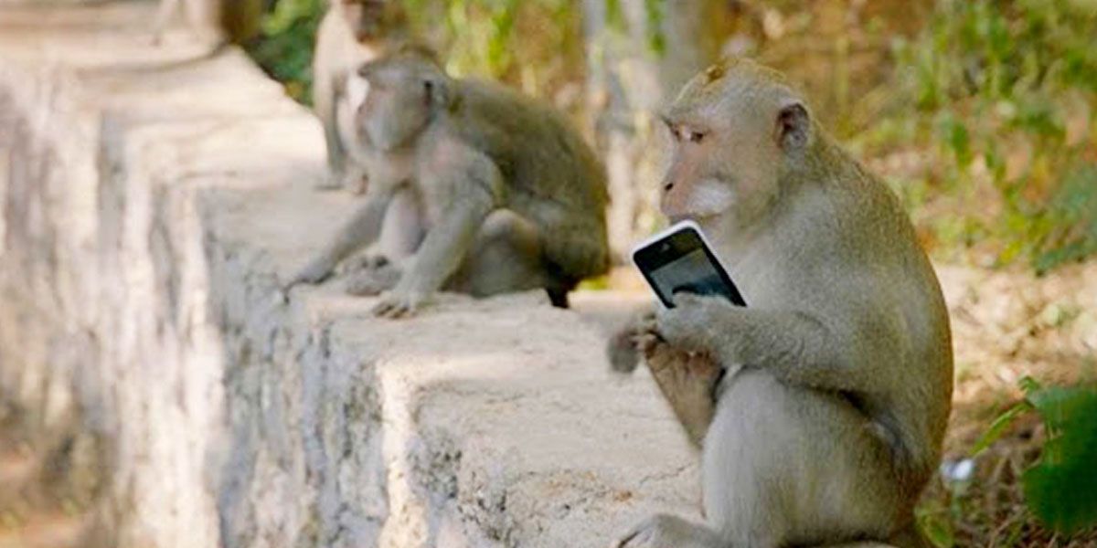 El ‘trueque’ que buscan los ‘monos ladrones’ de Bali