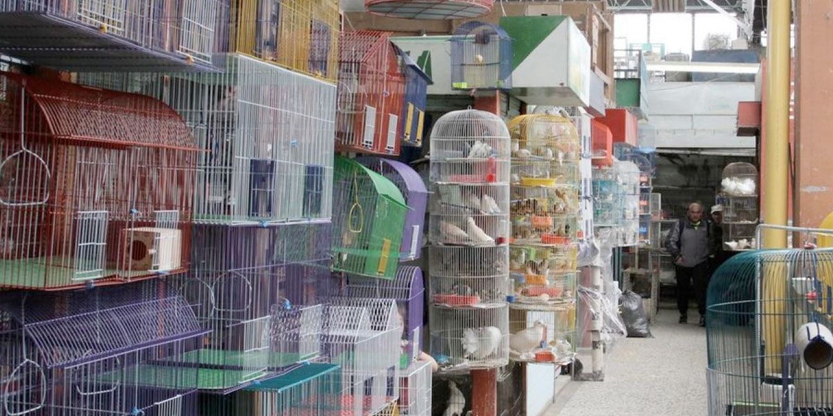 Concejo de Bogotá prohíbe la comercialización de animales vivos en las plazas de mercado