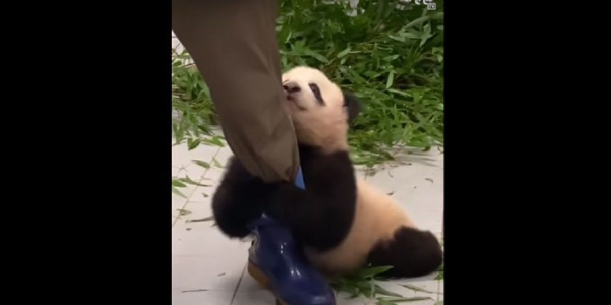 bebé panda