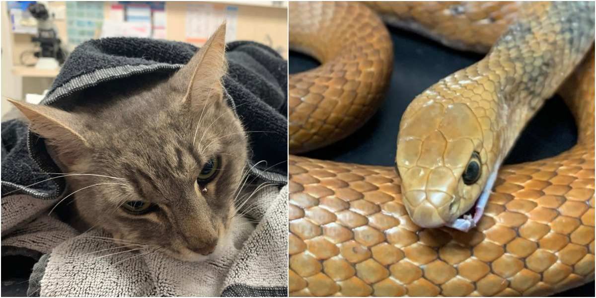 arthur gato heroe salvo dos niños de serpiente marron oriental australia