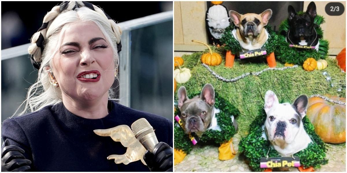 Lady Gaga ofrece recompensa por sus perros robados