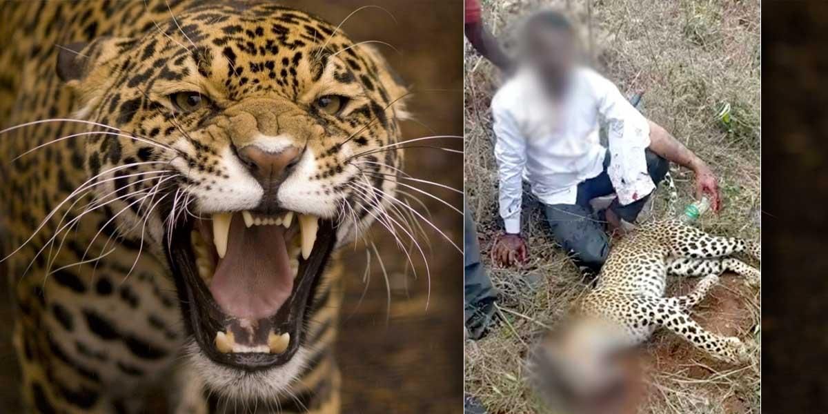 hombre mata leopardo india