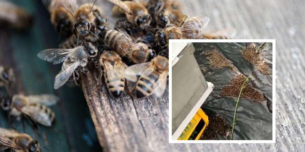 abejas en colombia estan muriendo pesticida fipronil vetado europa
