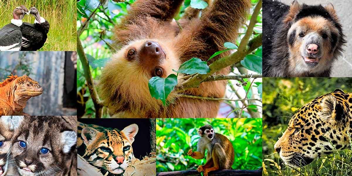 Día Mundial de la Vida Silvestre Animales CAR Cundinamarca