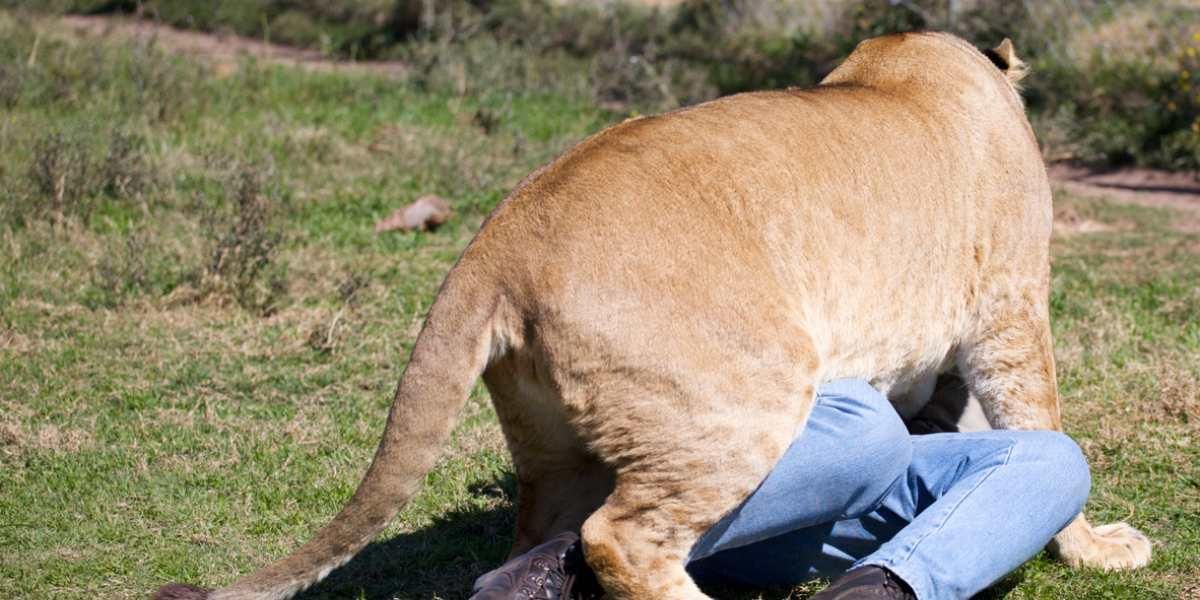 leones cazan matan humano felinos vida salvaje