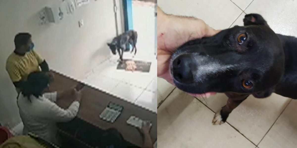 video perro acude solo veterinaria Juazeiro do Norte en Brasil
