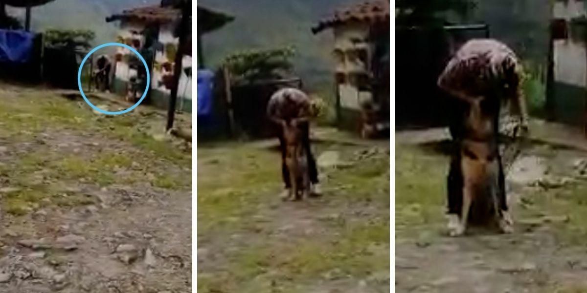 video maltrato a perro en centro de entrenamiento