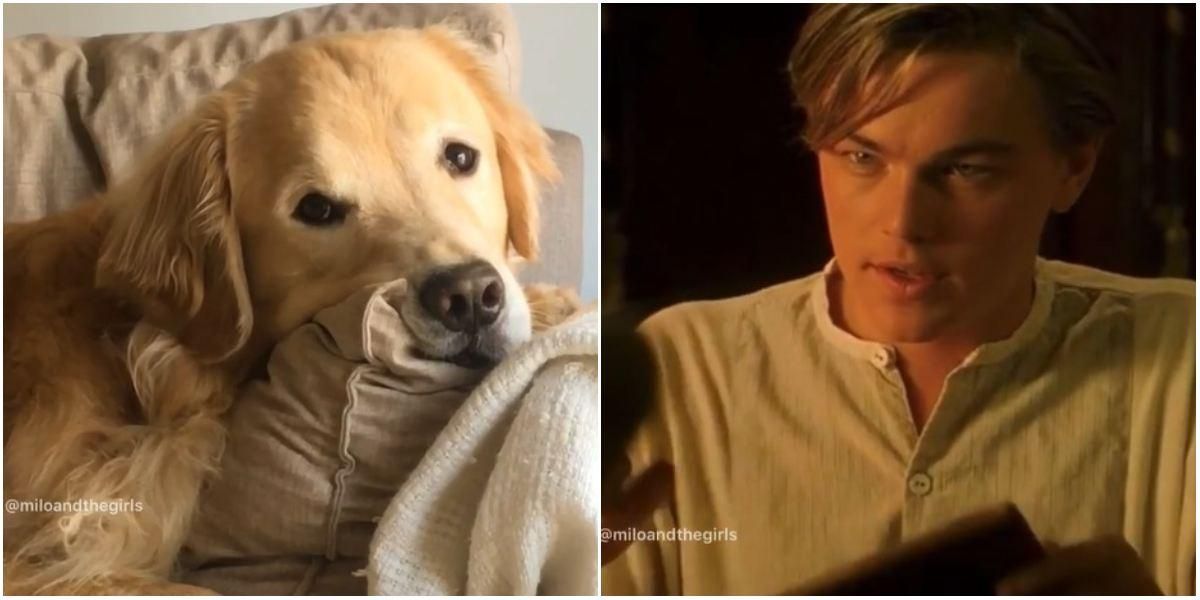 Milo, perro influencer tendencia imitar escena Titanic