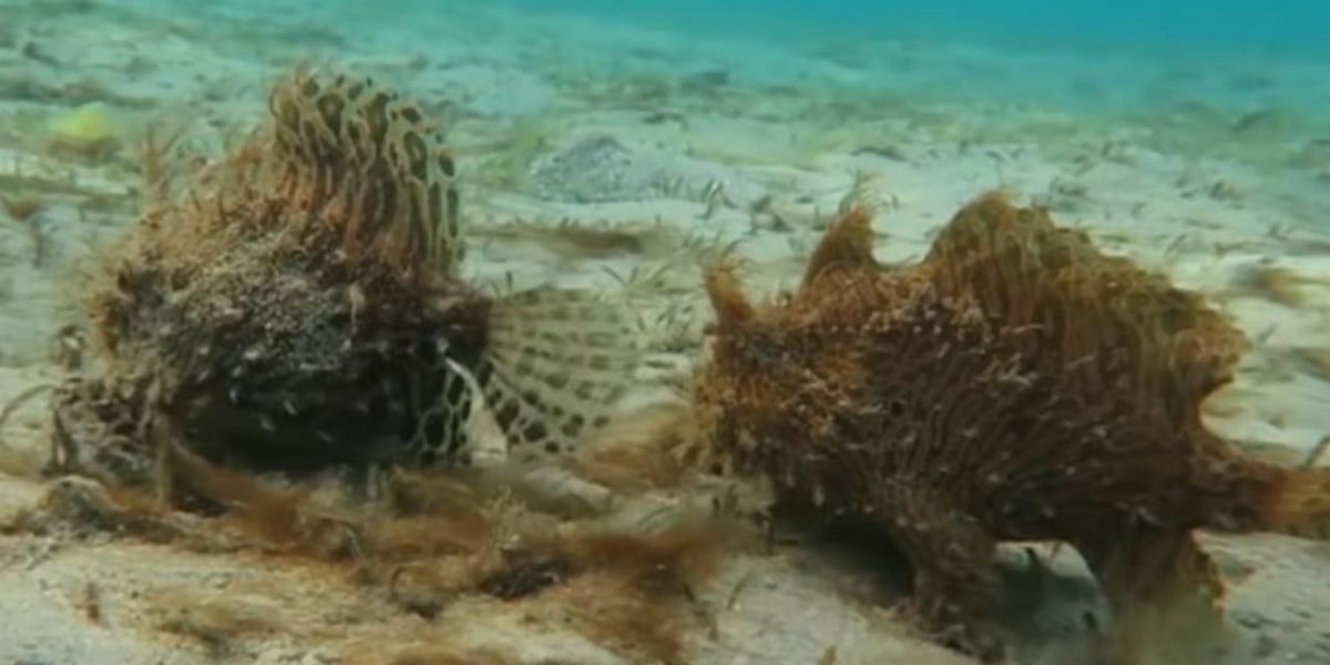 (Video) Captan a una extraña pareja de peces peludos 'caminando' en el fondo de una laguna en Florida