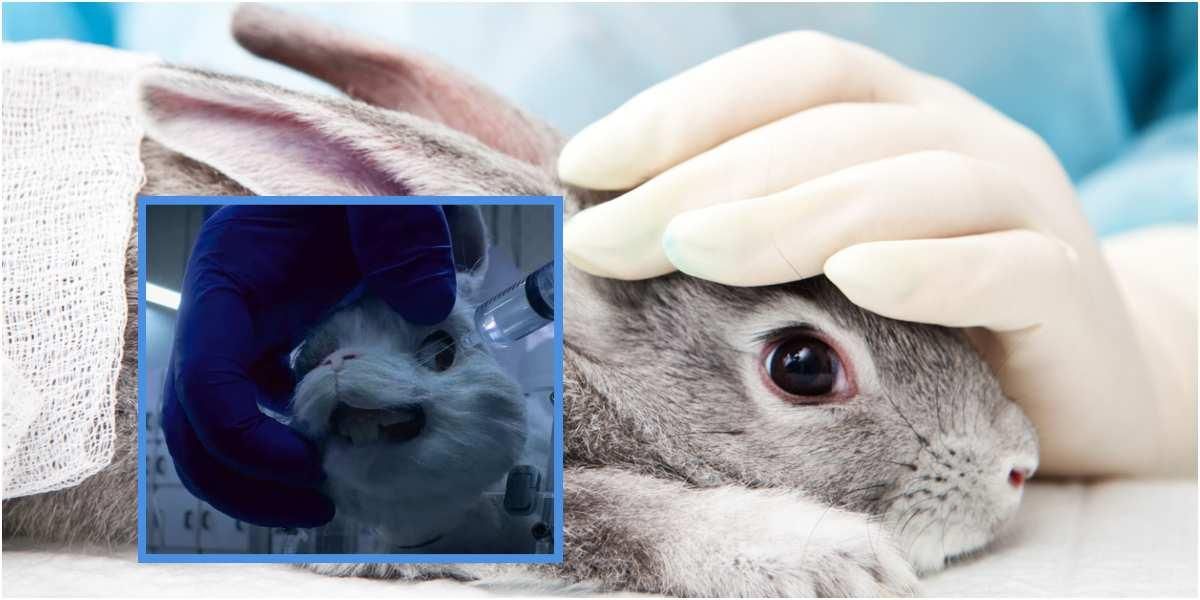 ralph campaña conejo testeo con animales sufrimiento cosmeticos