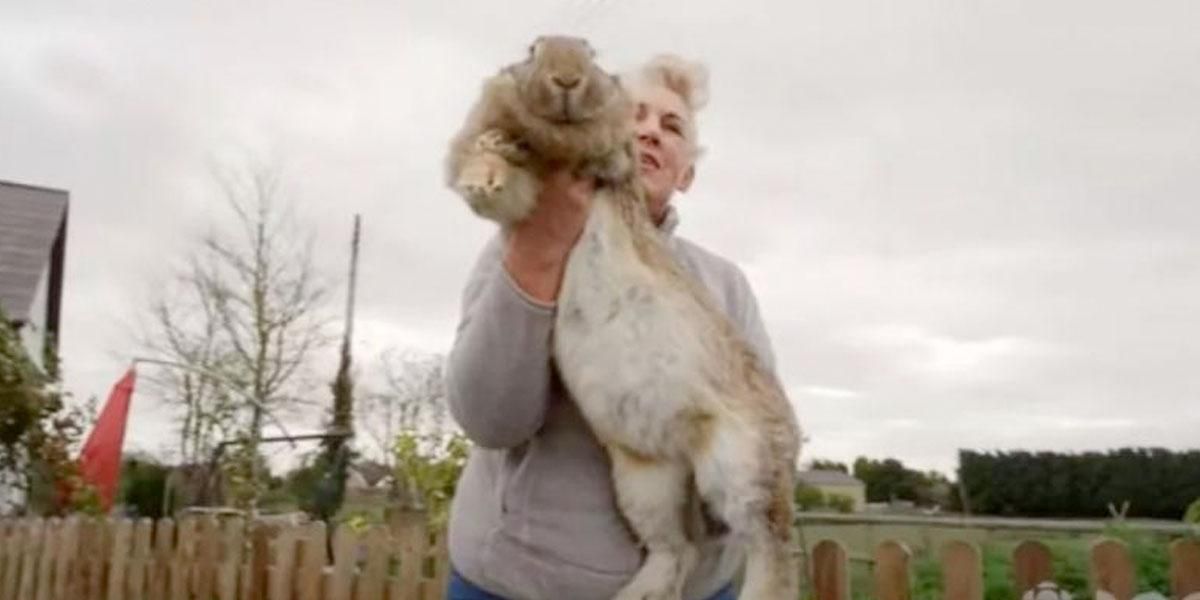 Roban en Inglaterra "el conejo más grande del mundo"
