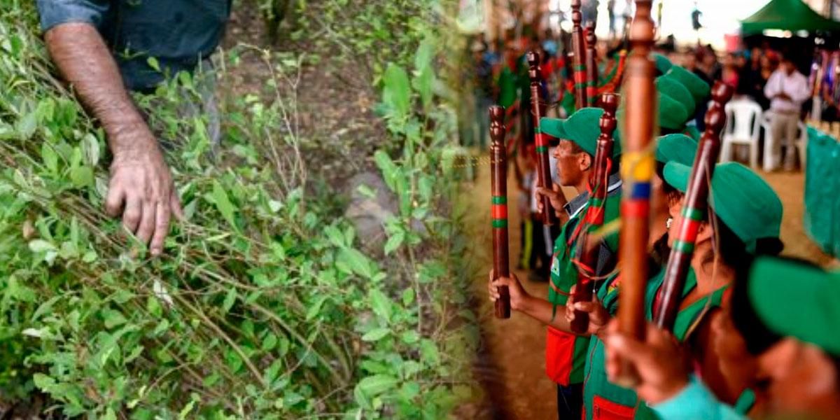 El CRIC defendió decisión de erradicar cultivos de coca por su propia cuenta y denunció amenazas contra sus dirigentes