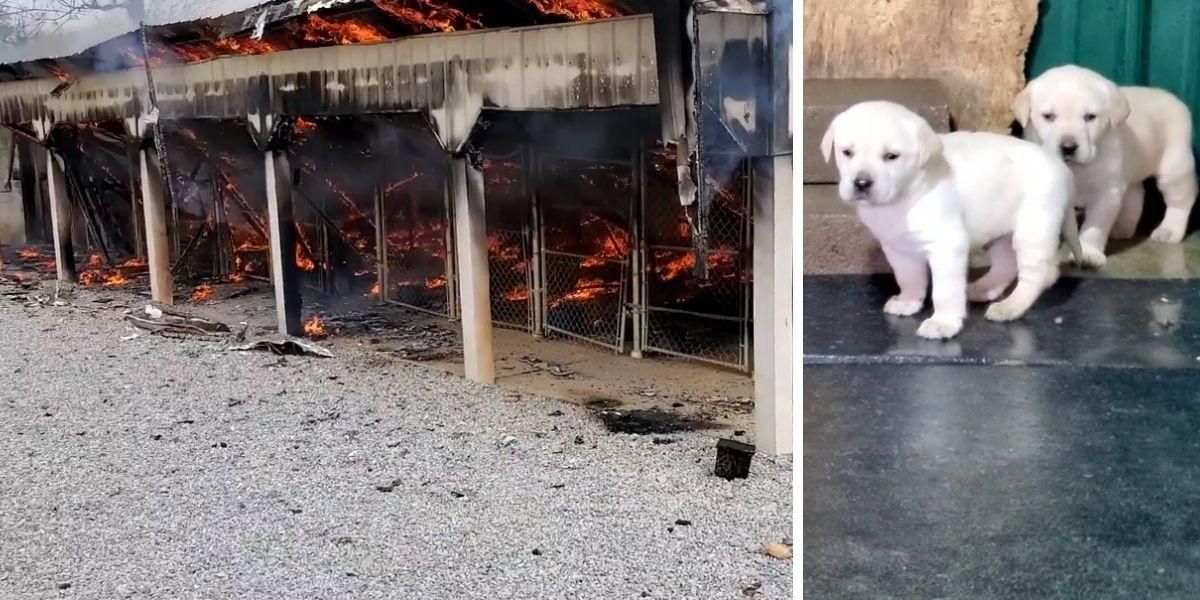 perros que fallecieron en un incendio dentro de un criadero