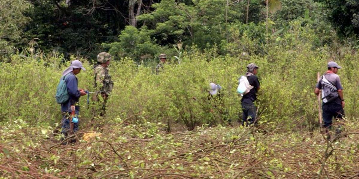Tribunal suspende erradicación de cultivos de coca en resguardo indígena