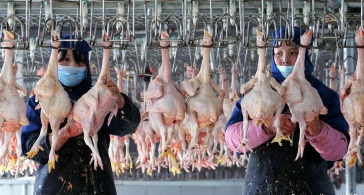 China confirma primer contagio humano de cepa H10N3 de gripe aviar