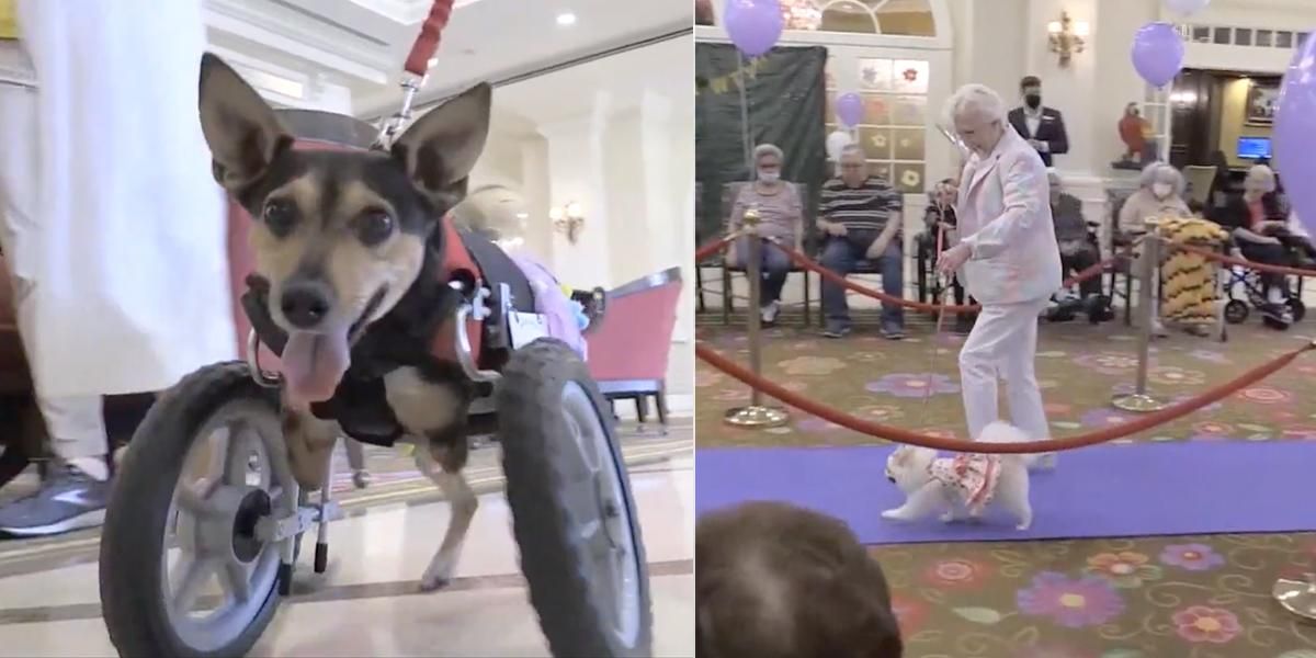 (Video) Desfile de perros alienta a residentes de geriátrico tras aislamiento por pandemia