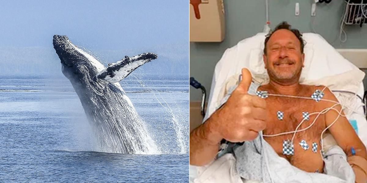 Una ballena se “traga” a un pescador en Estados Unidos y luego lo escupe vivo