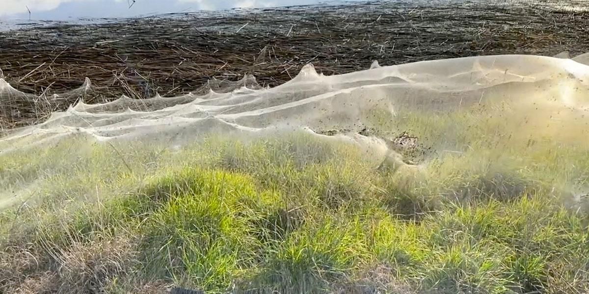 Extraño fenómeno: enormes telarañas cubren una región de Australia tras una tempestad