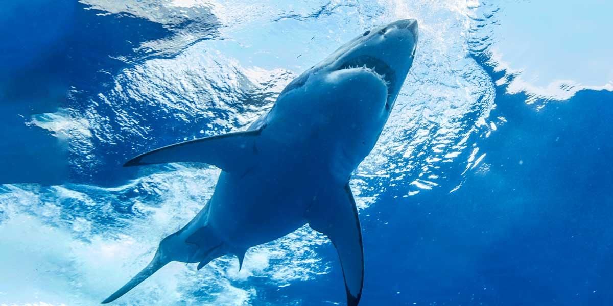 Momento en el que un tiburón blanco devora a un ave durante expedición de buceo