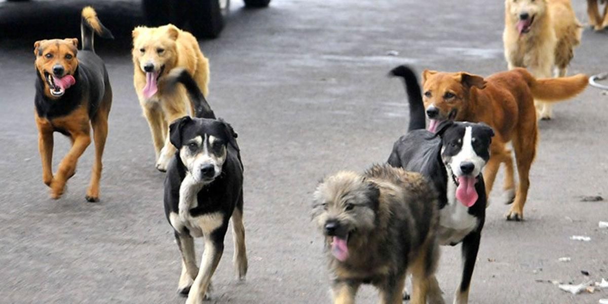 Más de un millón de perritos viven en la calle: estudio de la Universidad de La Salle