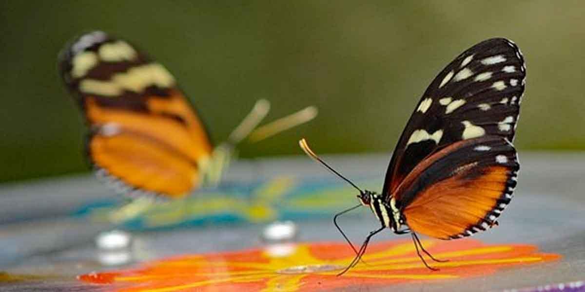 Colombia, país con más especies de mariposas en el mundo según estudio