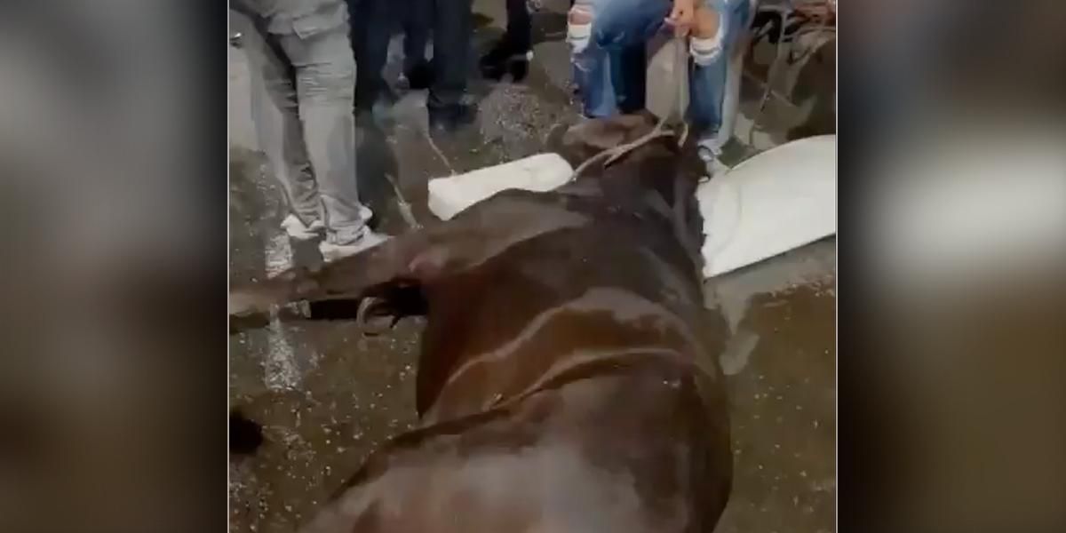 Video | Cartagena: indignación tras desplome de un caballo ‘cochero’ en plena vía pública