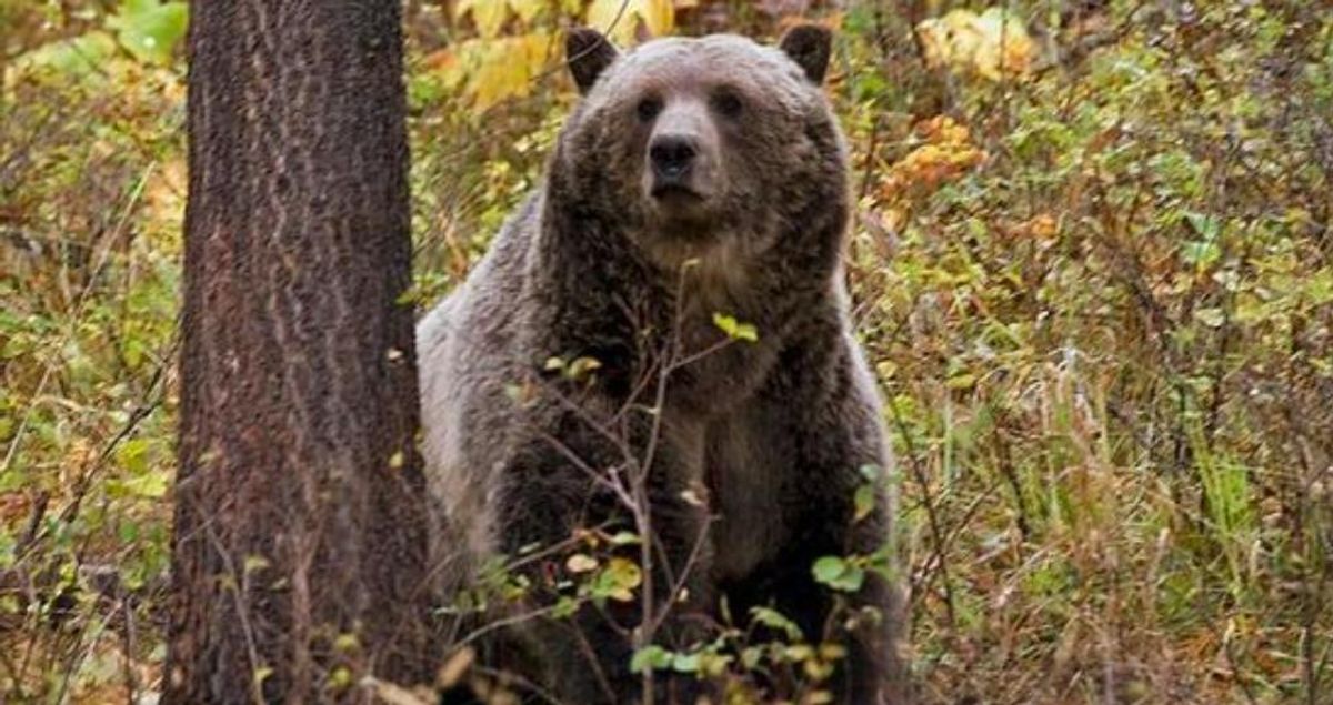 Rescatan a hombre que resistió durante una semana el ataque de un oso en Alaska