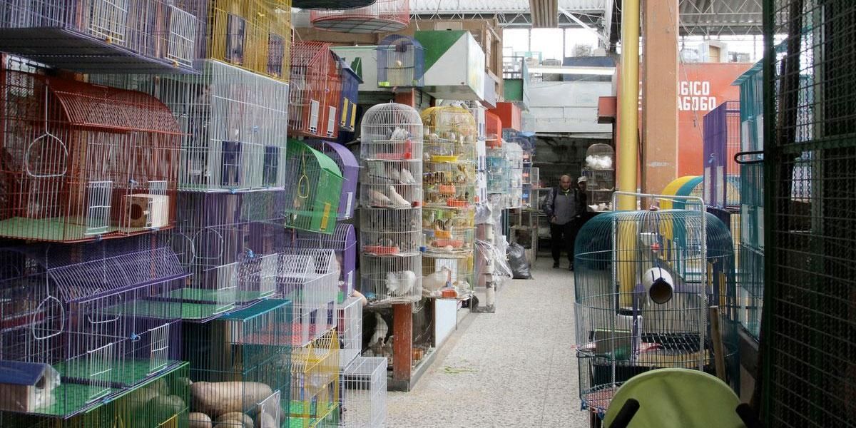 En firme norma que prohíbe la venta de animales vivos en las plazas de mercado