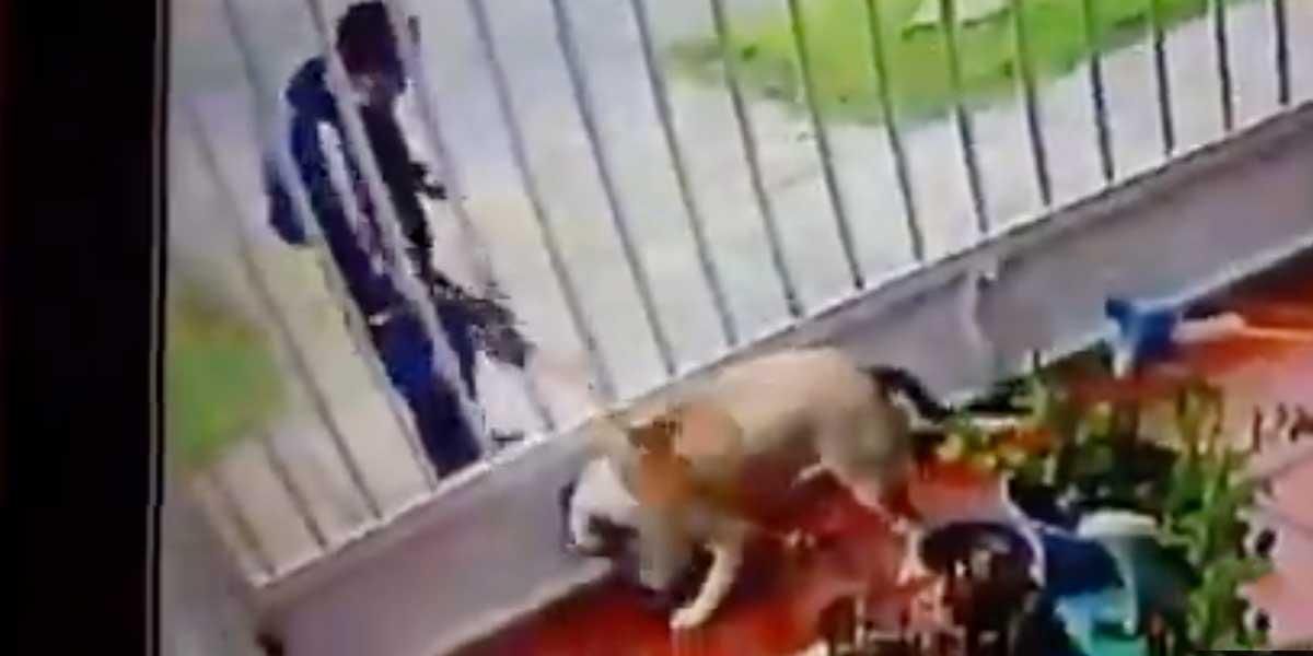 ¡Indignante! Hombre atacó con ácido a  mascota en Bogotá