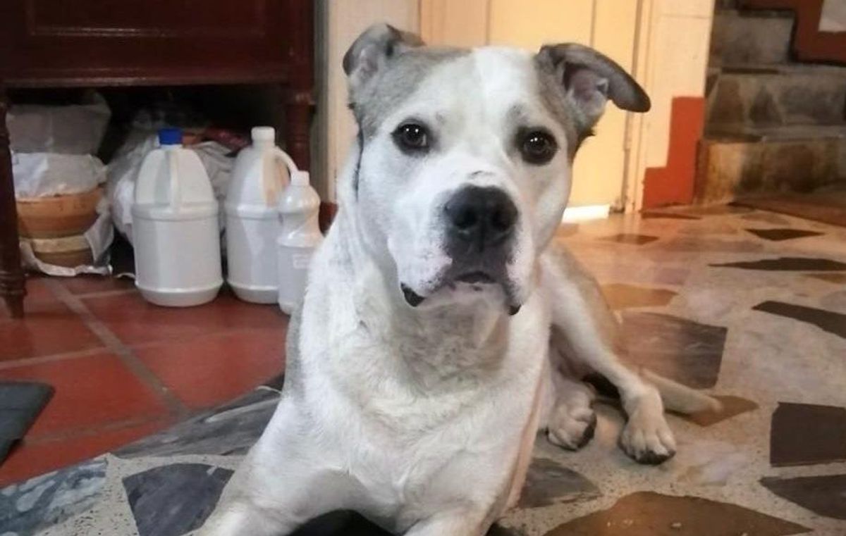 ‘Toby’, el perro atacado con ácido en Bogotá se encuentra en buenas condiciones