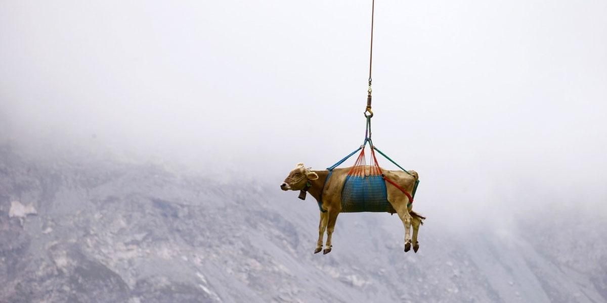 Vacas lesionadas vuelven en helicóptero a su hogar y las fotos conquistan al mundo