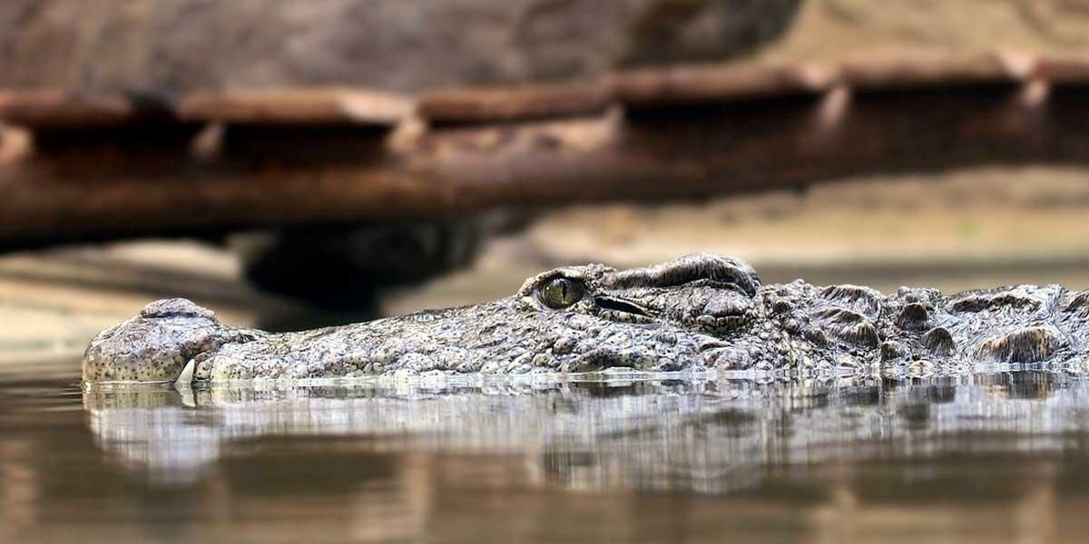 Desaparece un hombre tras ser atacado por un caimán en Luisiana