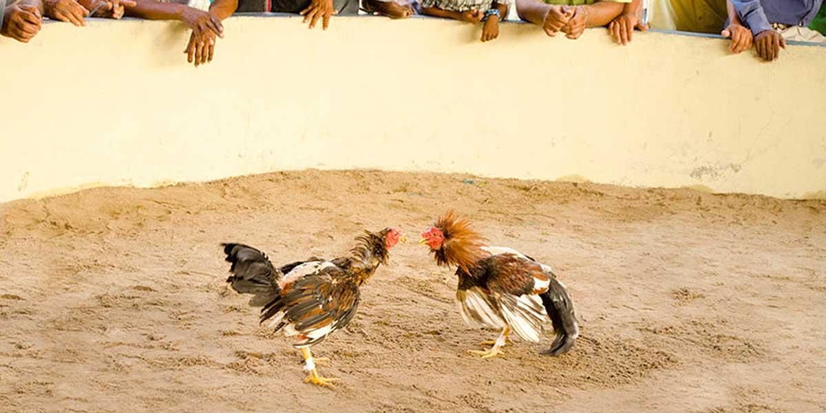 Radican un proyecto de ley que busca prohibir las peleas de gallos en Colombia