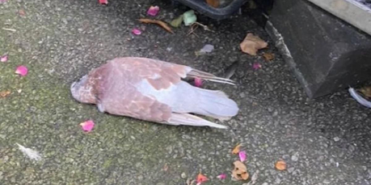 El misterio detrás de la caída de pájaros muertos en Gales, Reino Unido