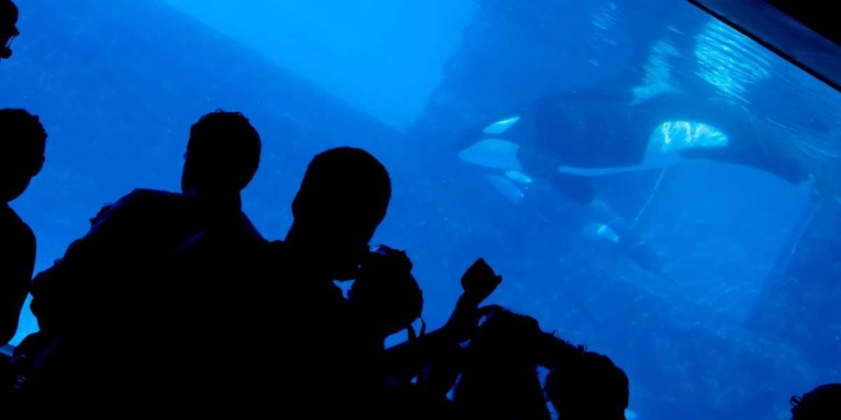 orca kiska se golpea acuario canada años de cautiverio video viral