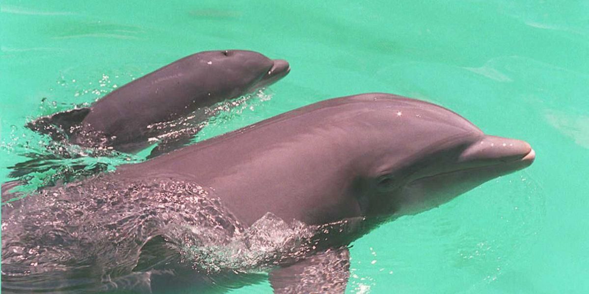 delfines muerte