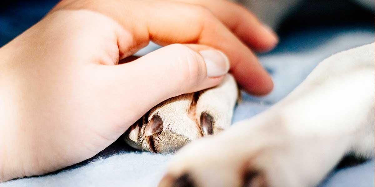Proponen licencia remunerada a trabajadores por muerte de animal de compañía doméstico