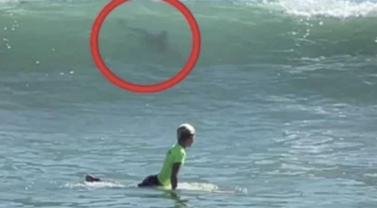 Espeluznante video: Niño escapa del ataque de un tiburón en Florida