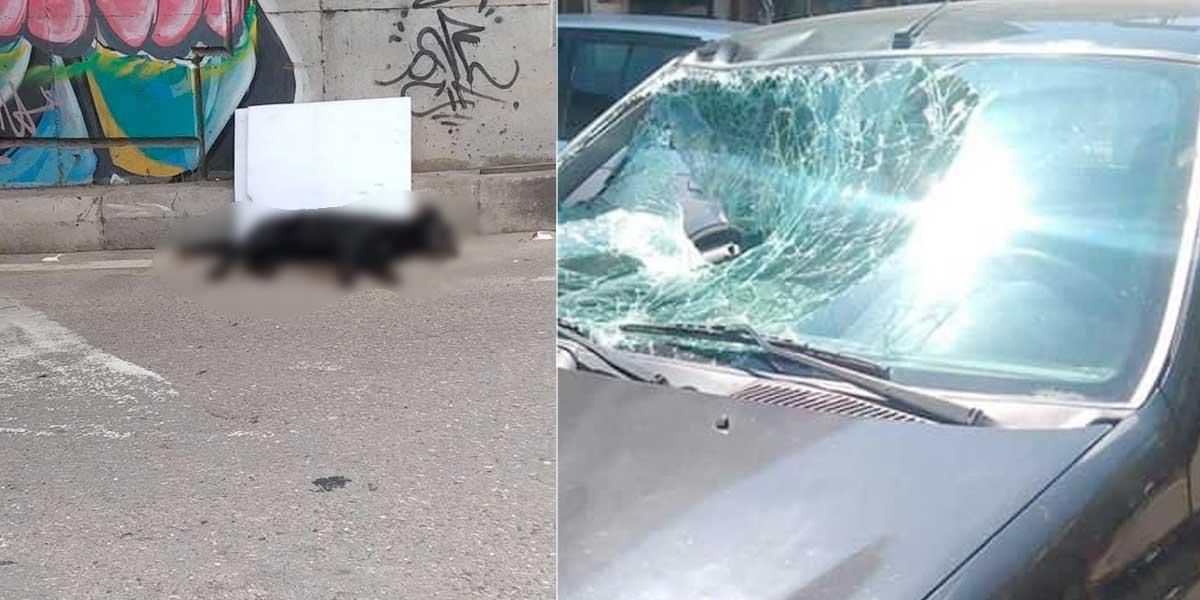 Indignante: lanzan perro desde un puente y cae sobre un carro en Villavicencio